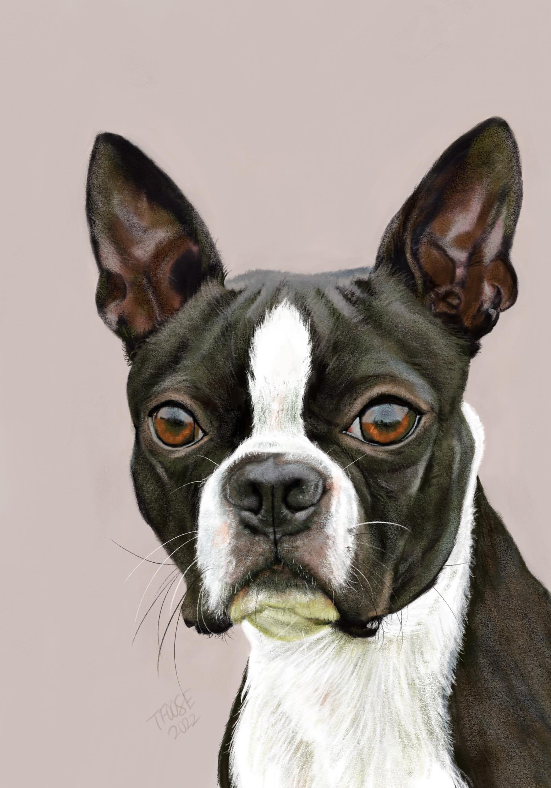 Boston Terrier