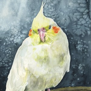 Buttercup the Cockatiel