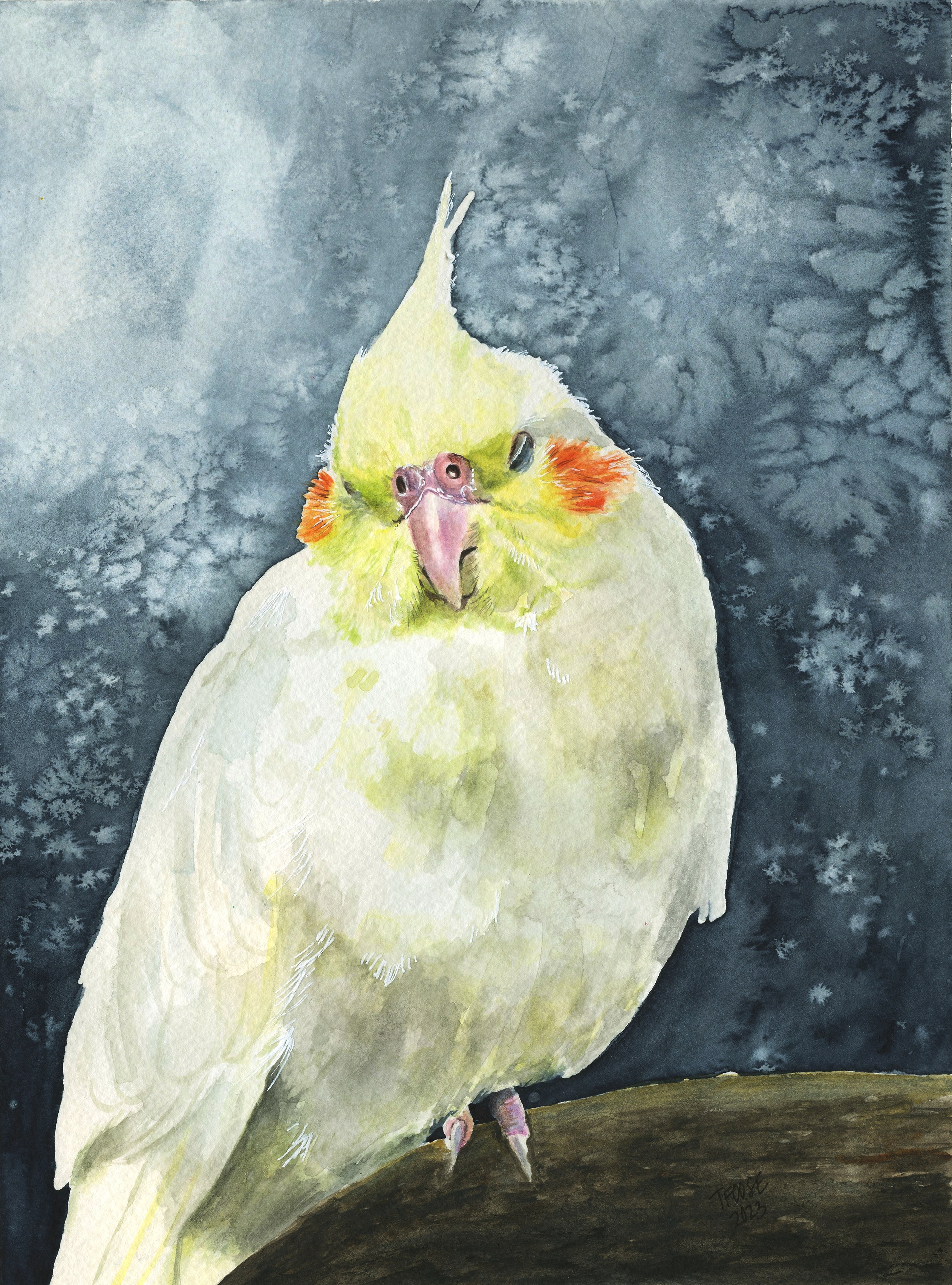 Buttercup the Cockatiel