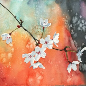 Cherry Blossoms