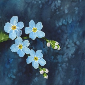 Forget Me Nots