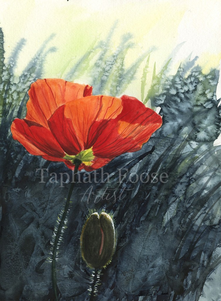 Poppy in the Sunlight
