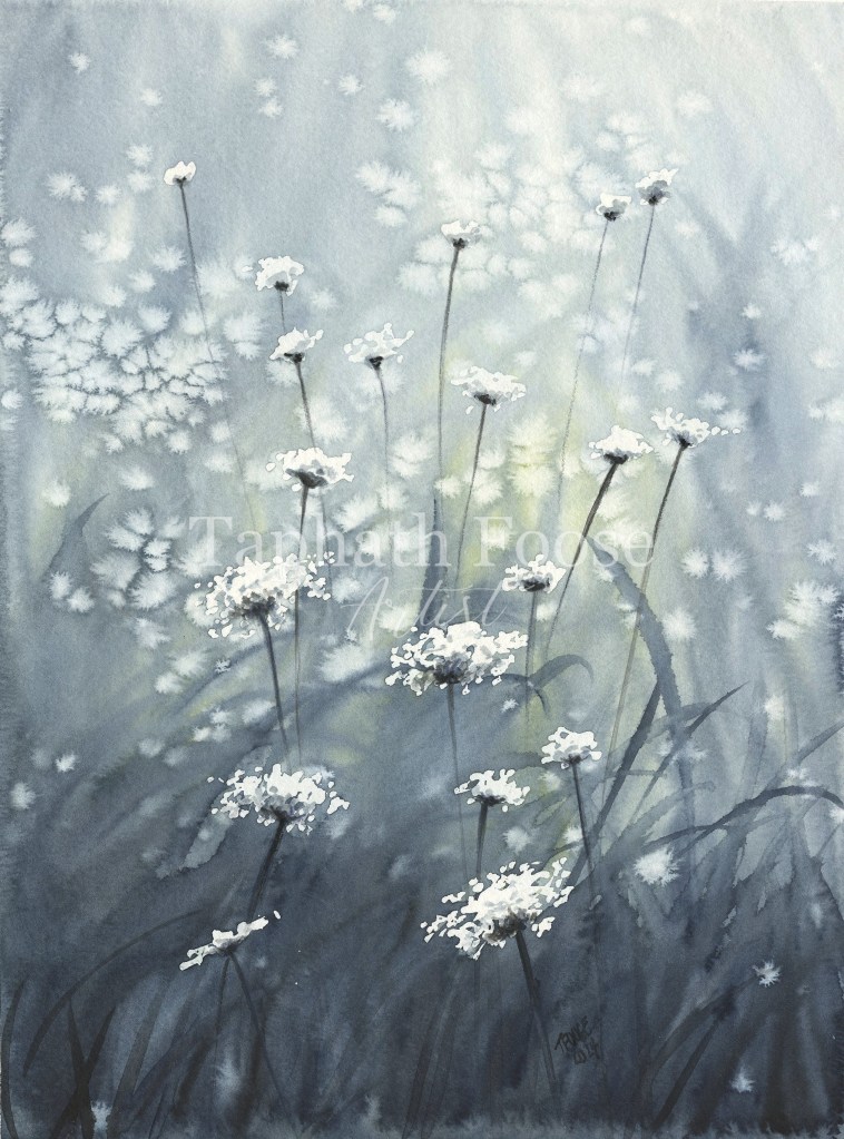 Queen Anne's Lace in the Field