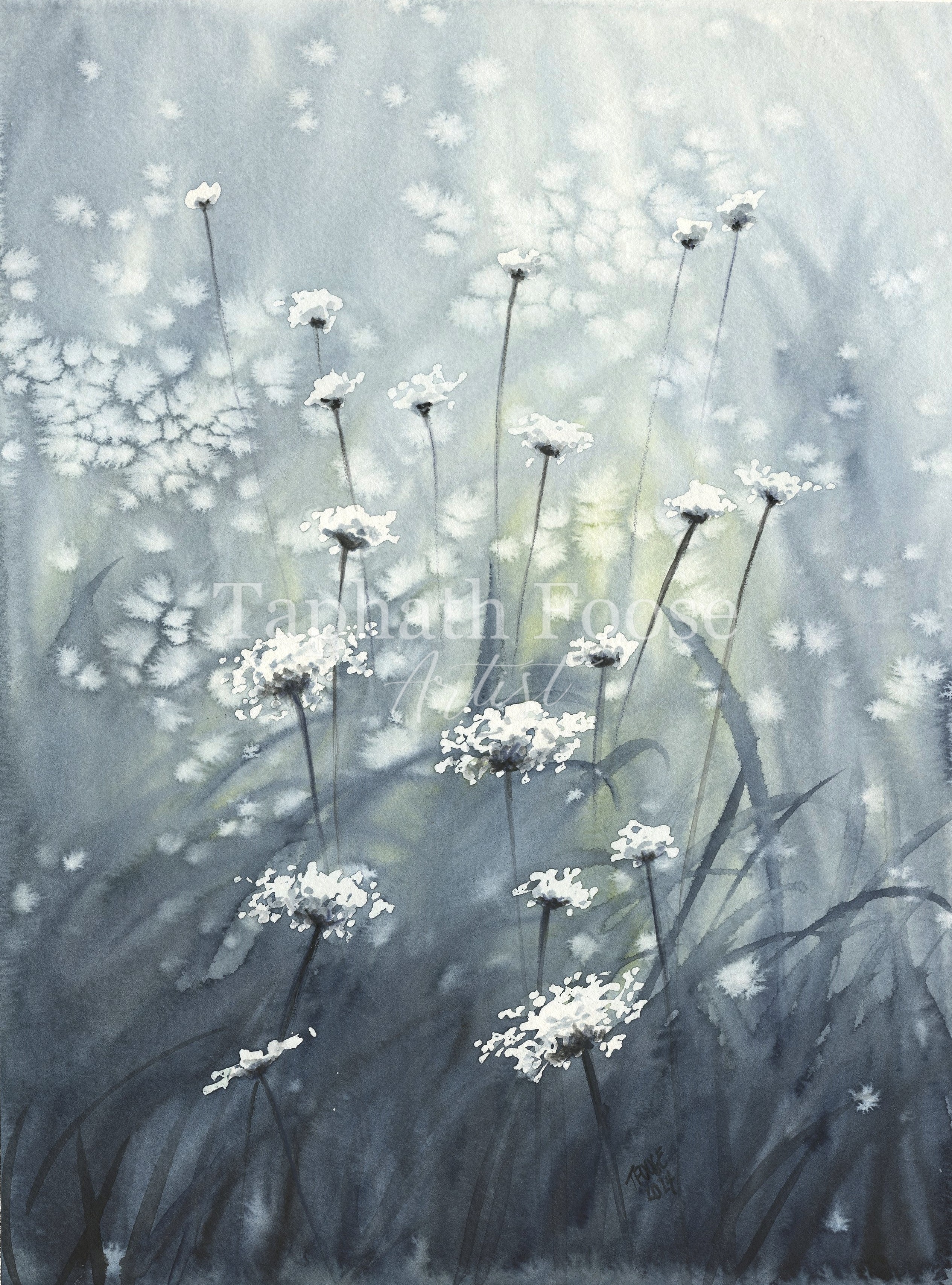 Queen Anne's Lace in the Field - Image 1