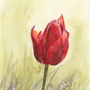 "Red Tulip in Bloom"