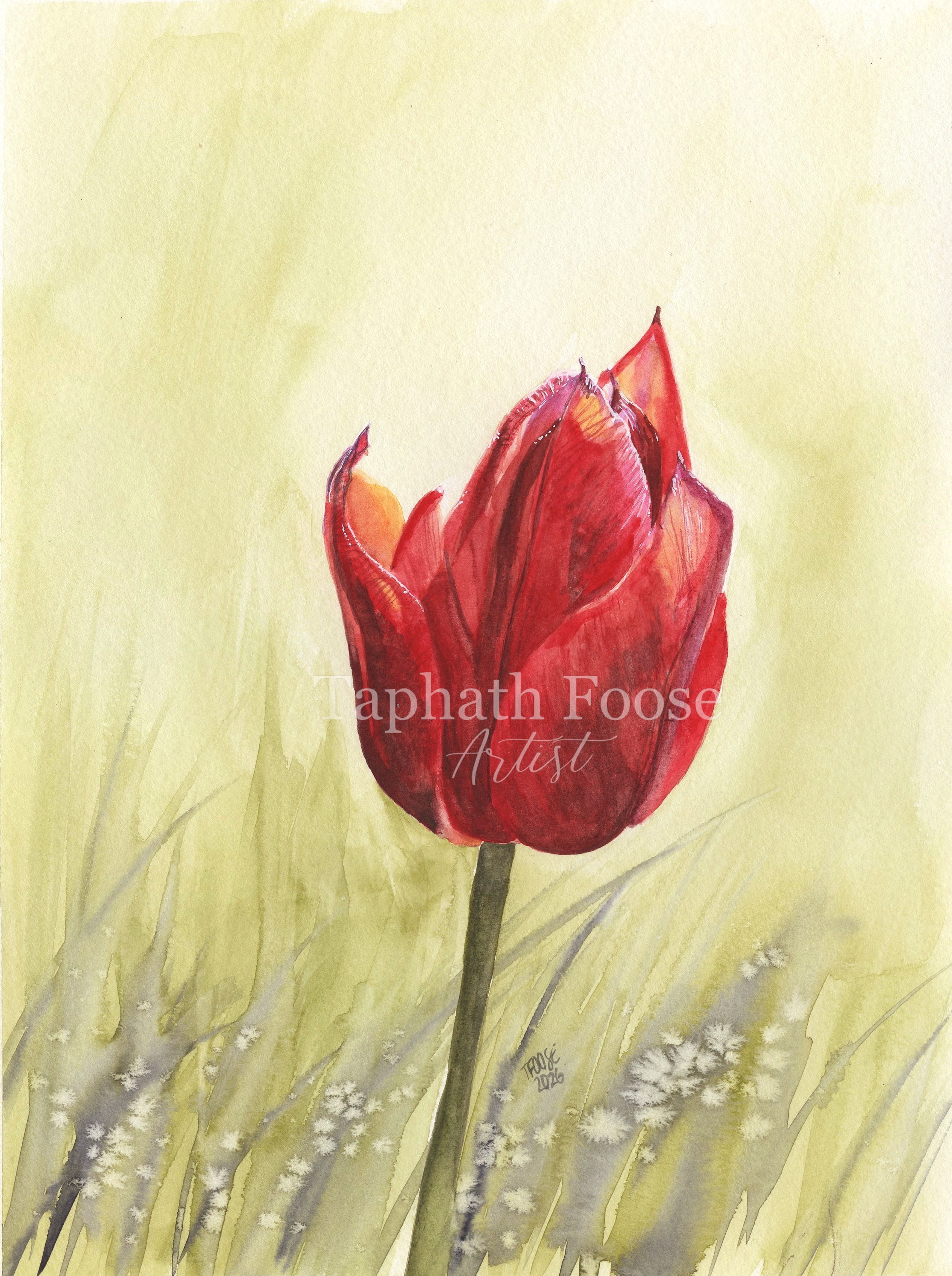 Red Tulip in Bloom - Image 1