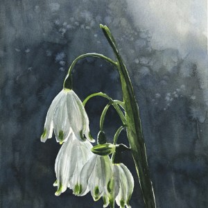 Snowdrops in the Sunlight