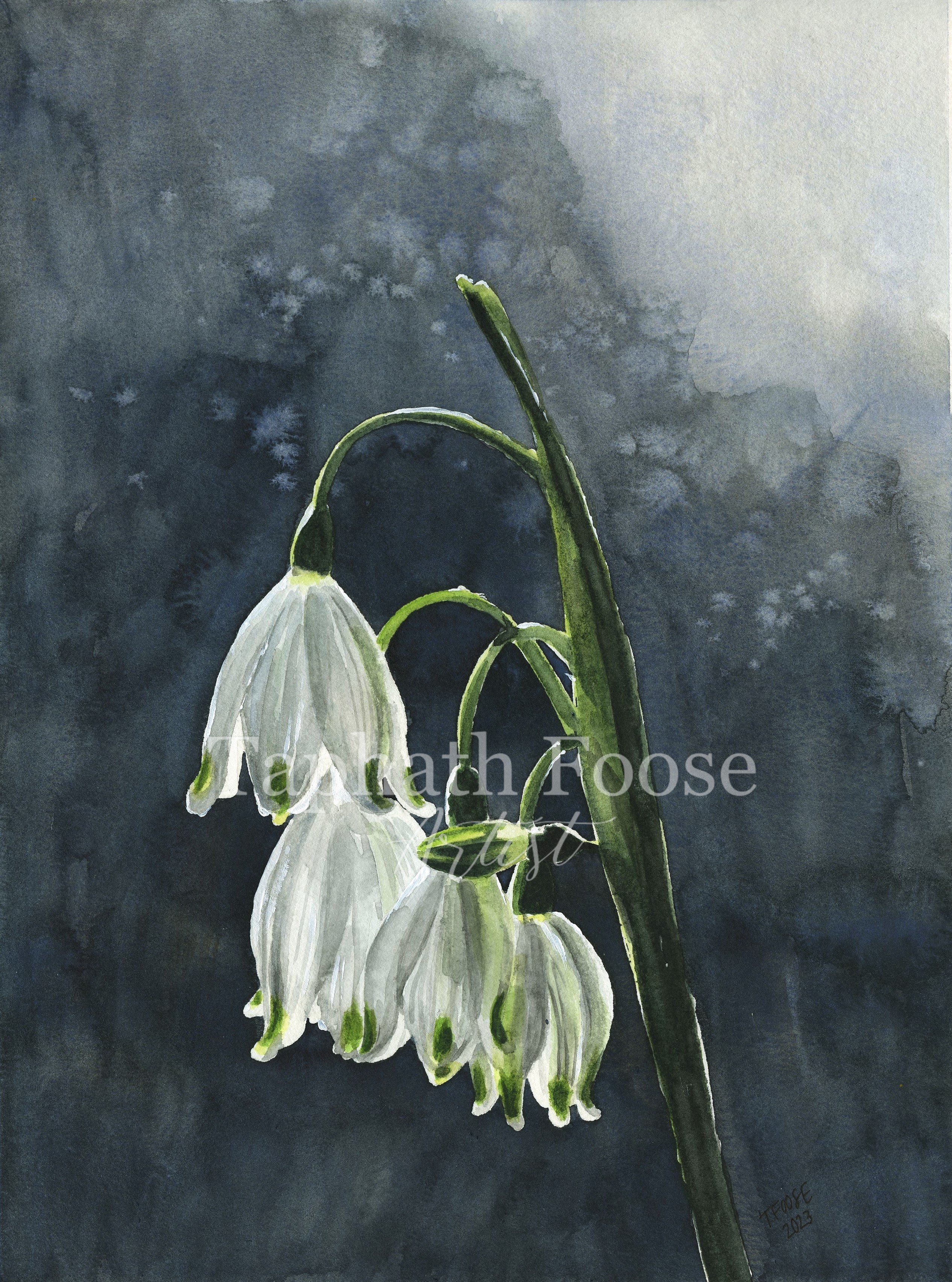 Snowdrops in the Sunlight - Image 1
