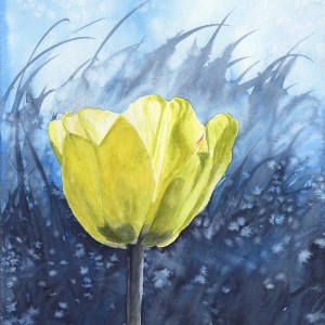 Yellow Tulip