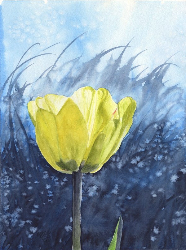 Yellow Tulip