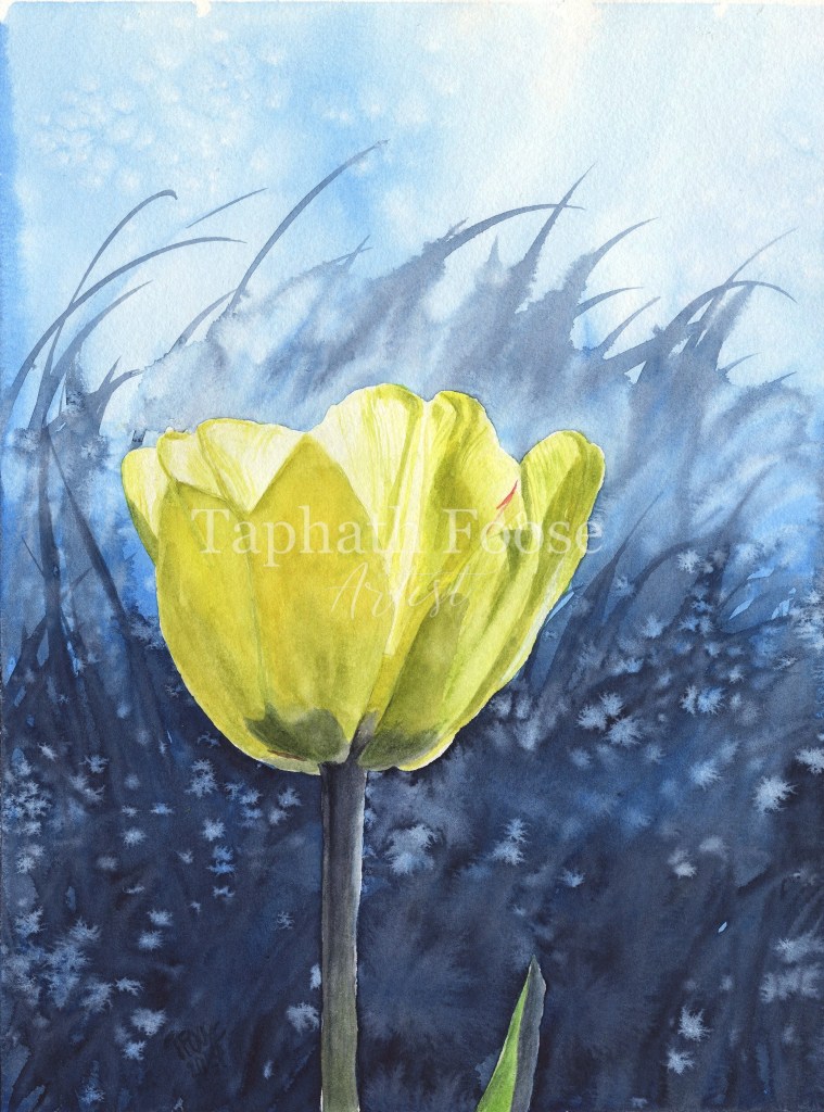Yellow Tulip