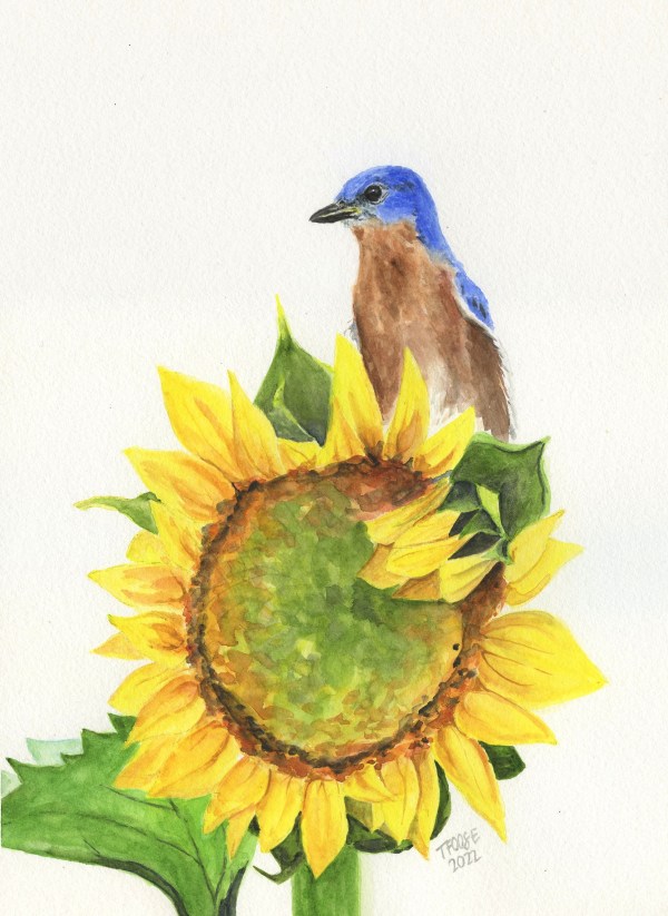 Eastern Bluebird on Sunflower