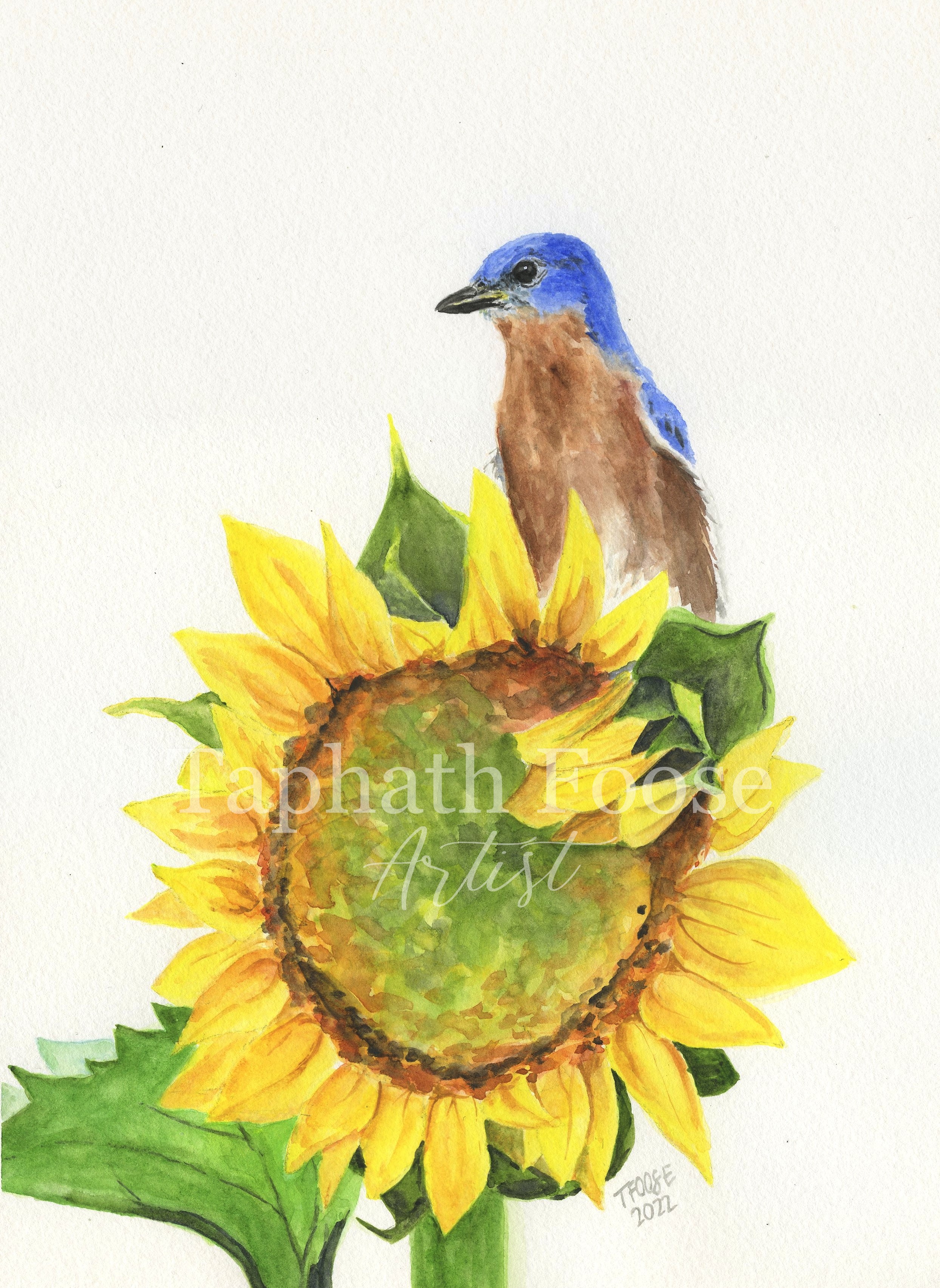 Eastern Bluebird on Sunflower - Image 1