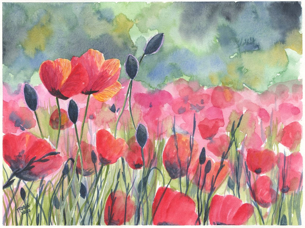 Beautiful Field of Poppies
