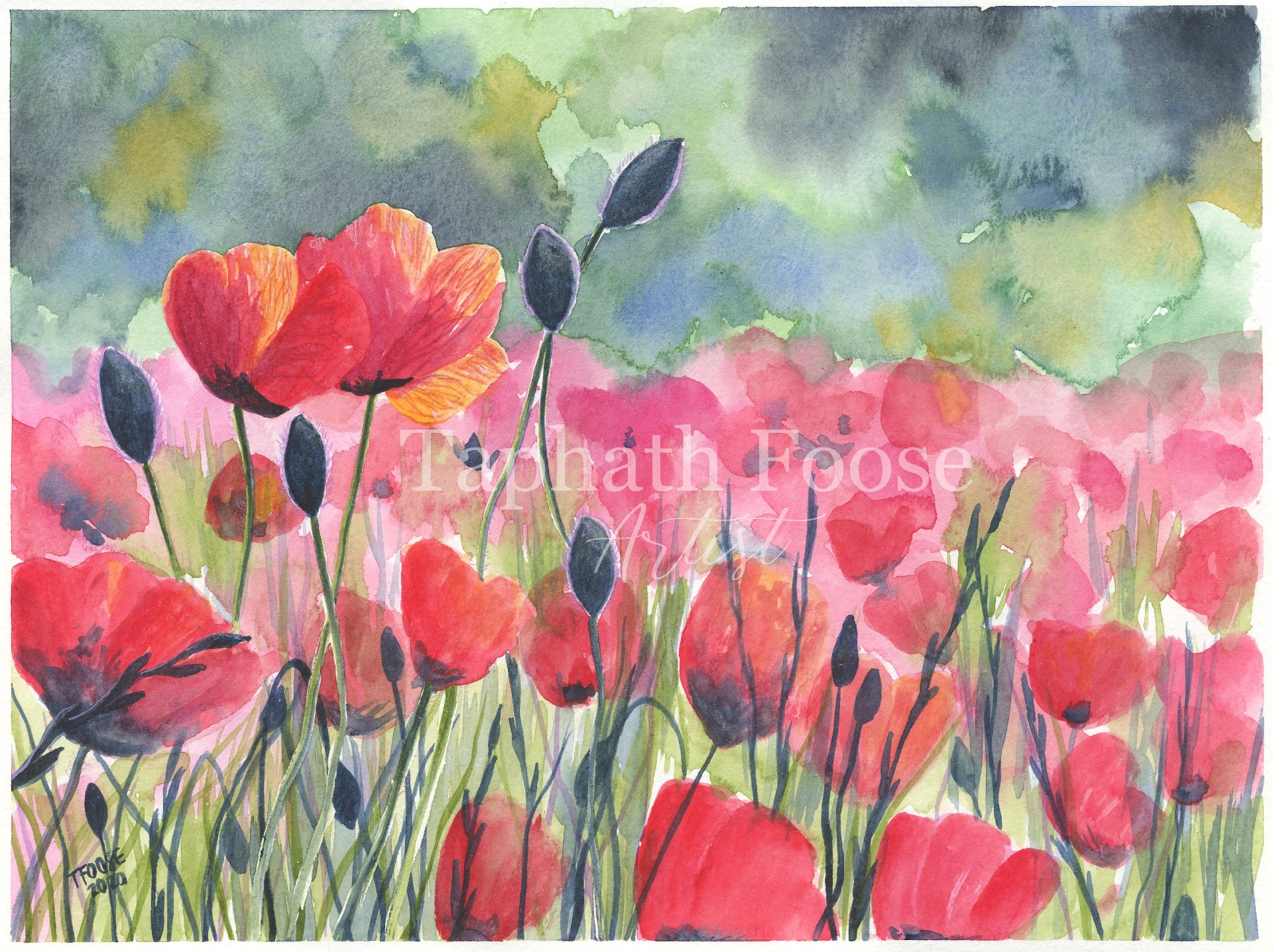 Beautiful Field of Poppies - Image 1