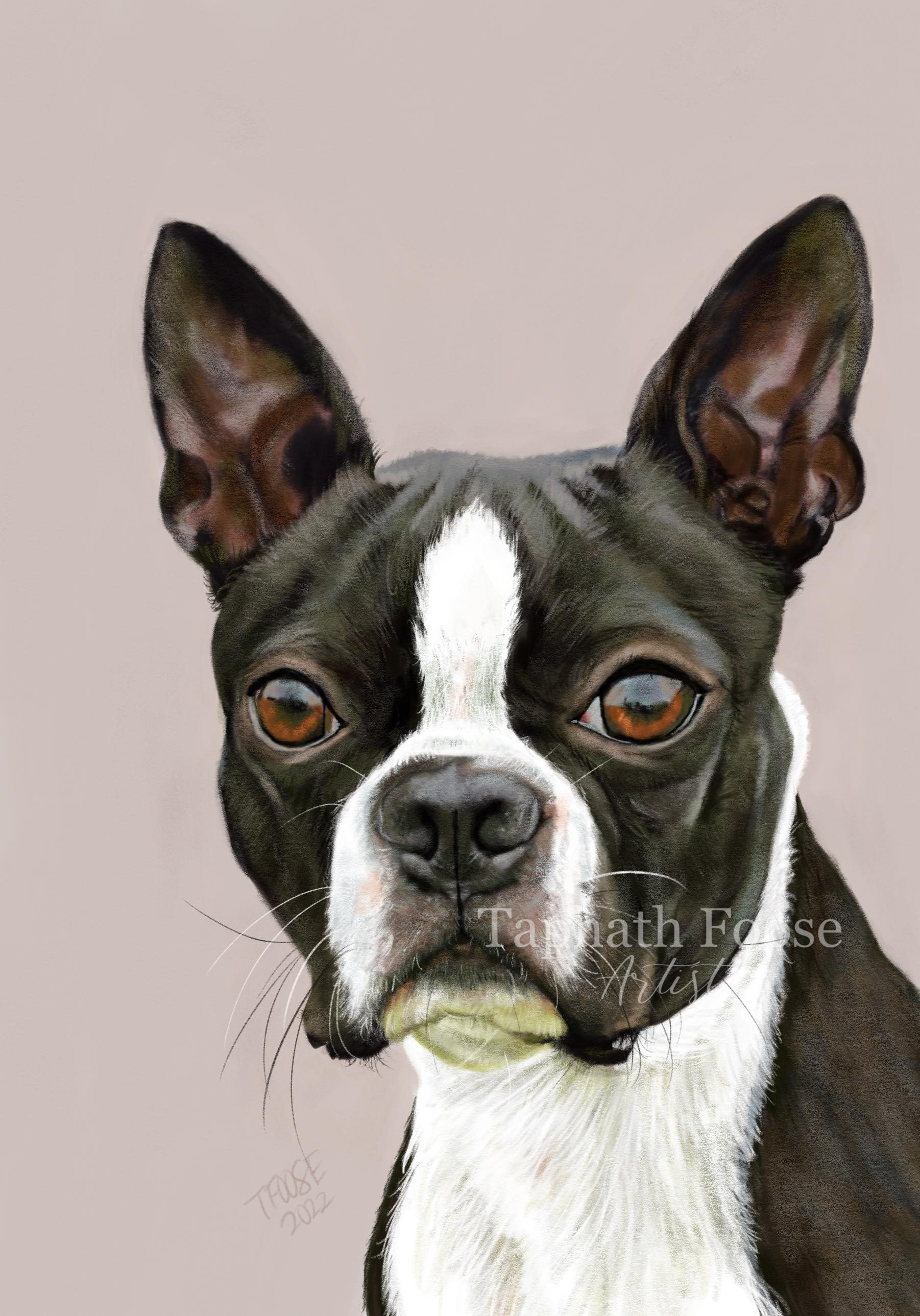 Boston Terrier - Image 1