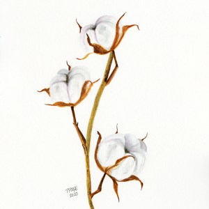 Cotton Plant