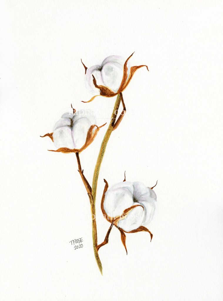 Cotton Plant