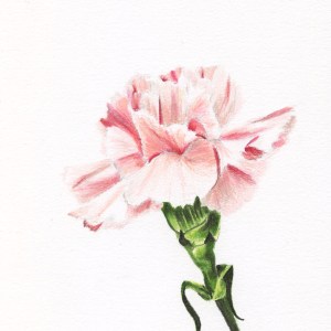 "Light Pink Carnation"