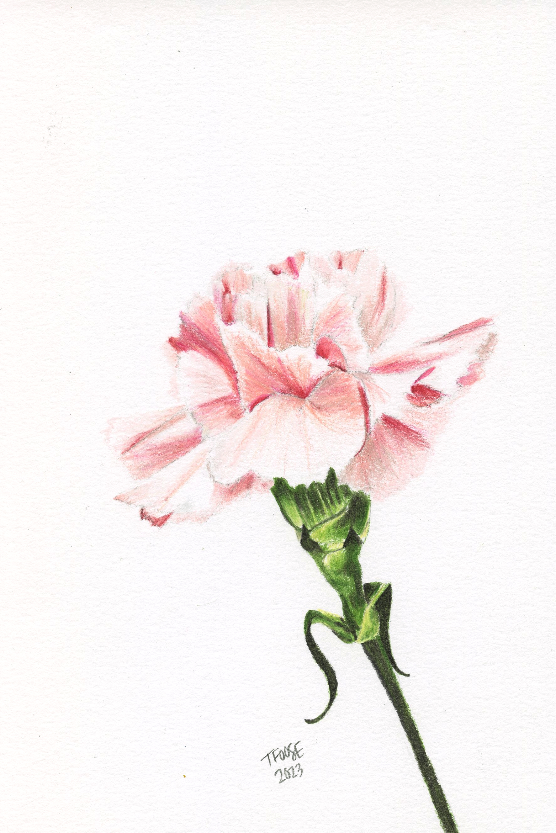 Light Pink Carnation - Image 1