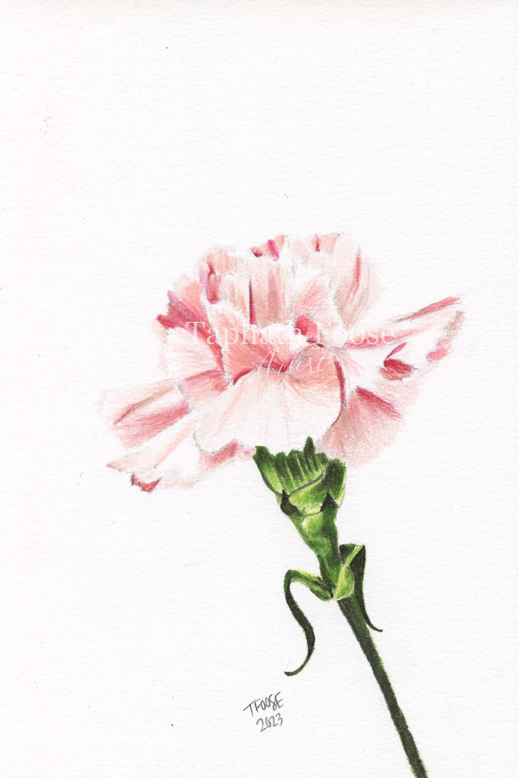 Light Pink Carnation - Image 1