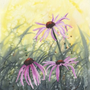 Magnus Coneflowers
