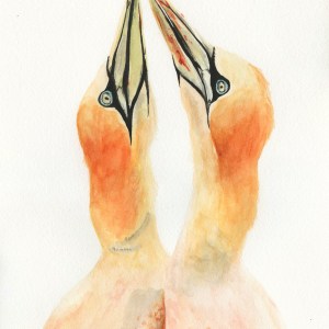 "Northern Gannet Pair"