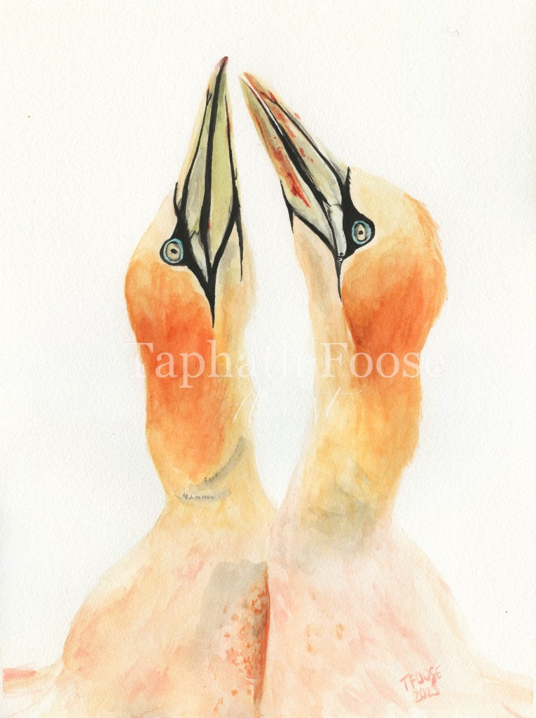 Northern Gannet Pair