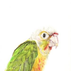 "Pineapple Green Cheek Conure"