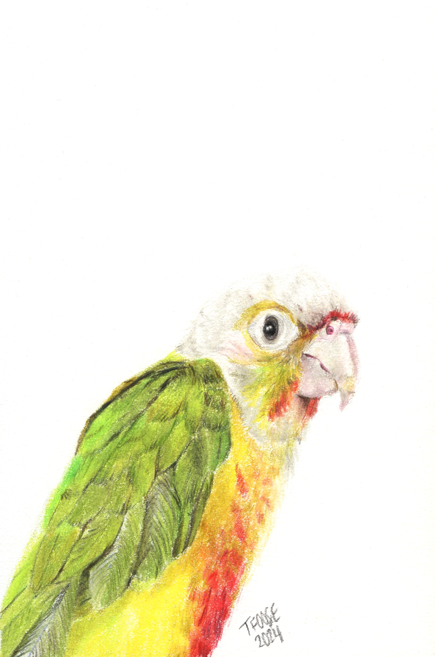 Pineapple Green Cheek Conure - Image 1