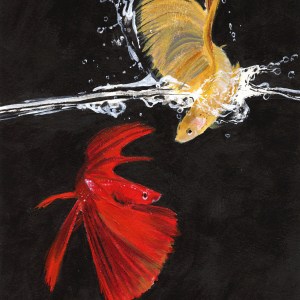 "Playful Bettas"