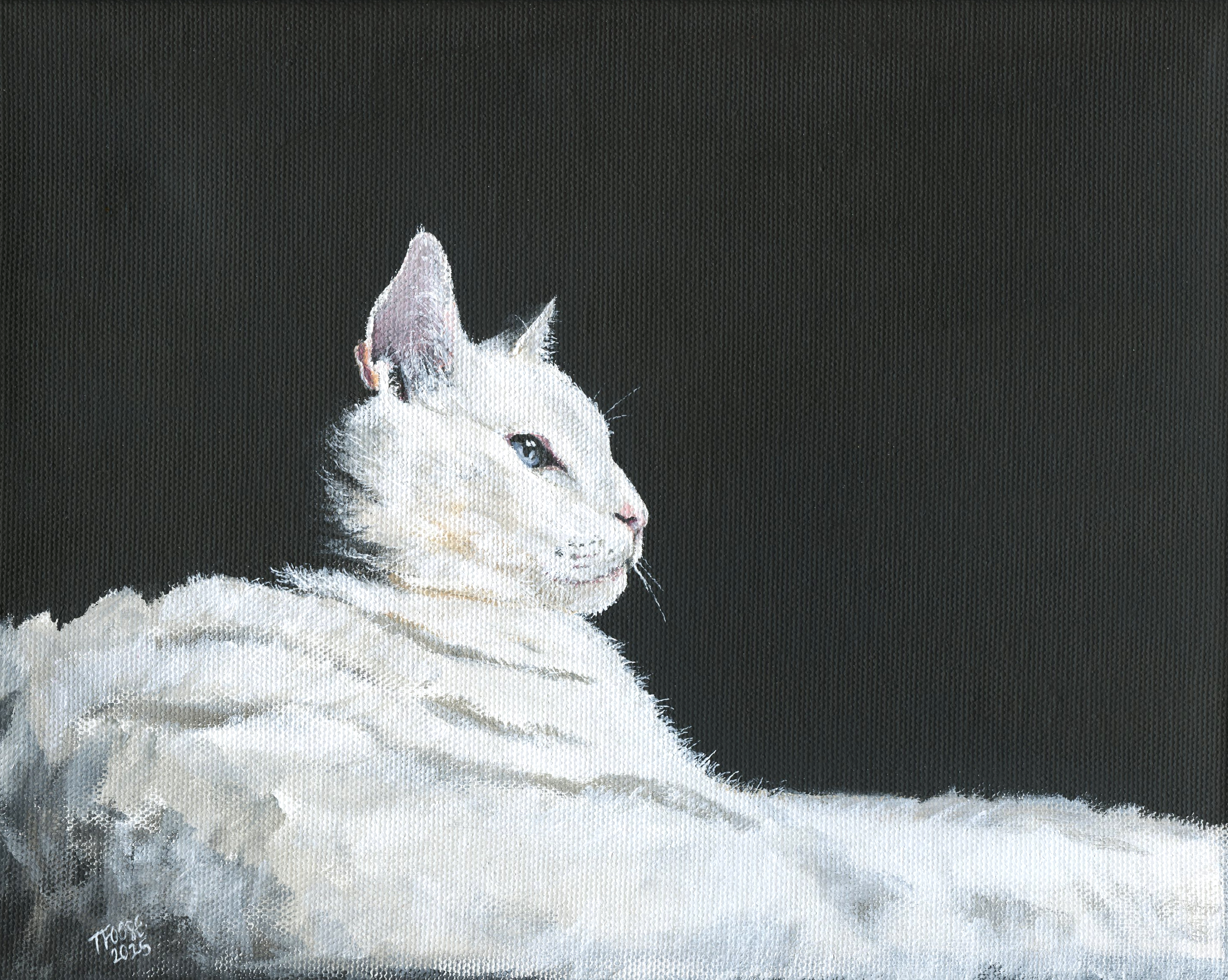 Resting White Cat - Image 1