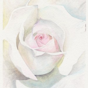 "White Tea Rose"