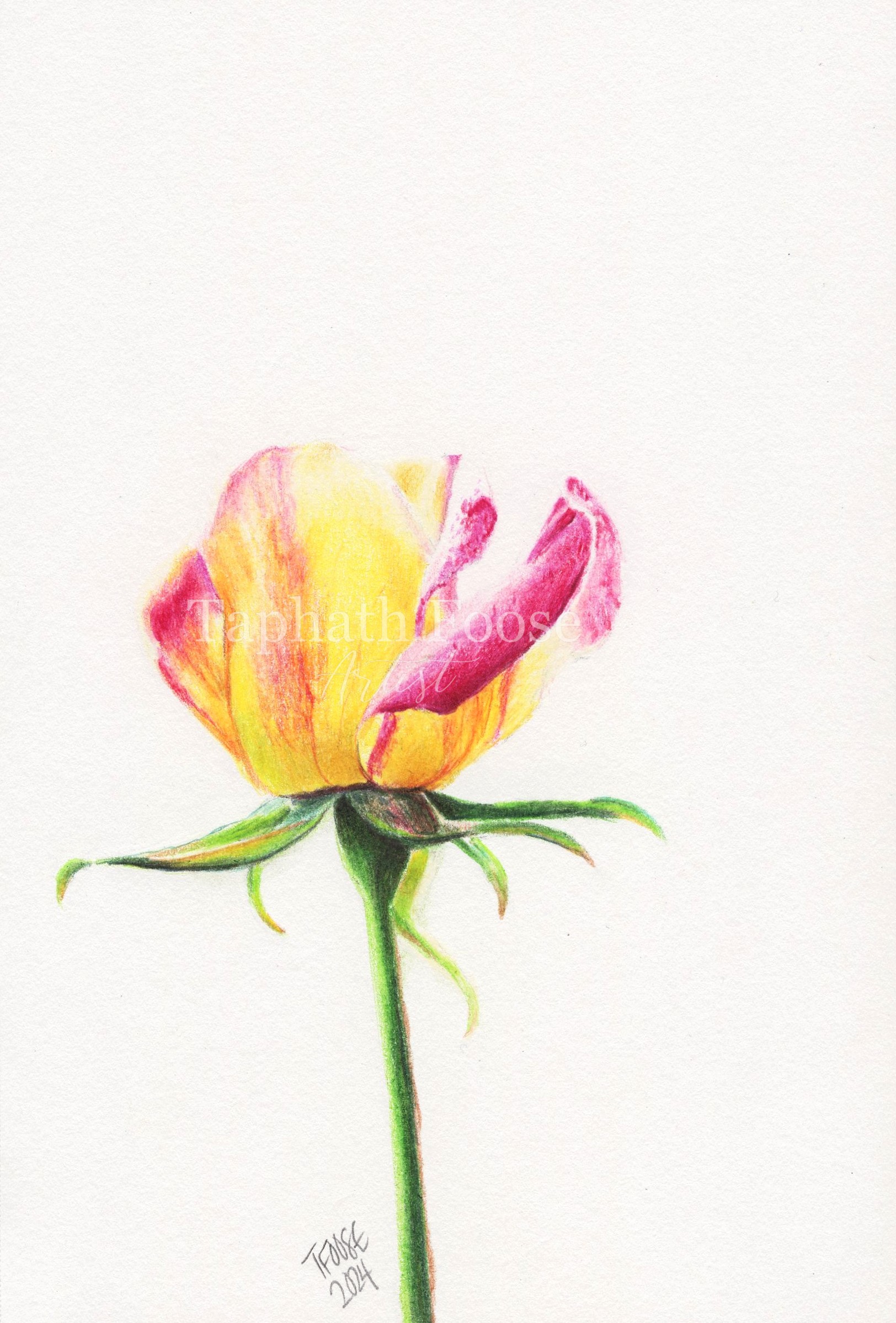 Yellow Pink Rose - Image 1