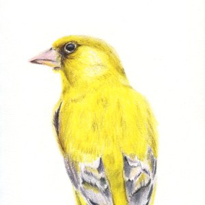 "Greenfinch"