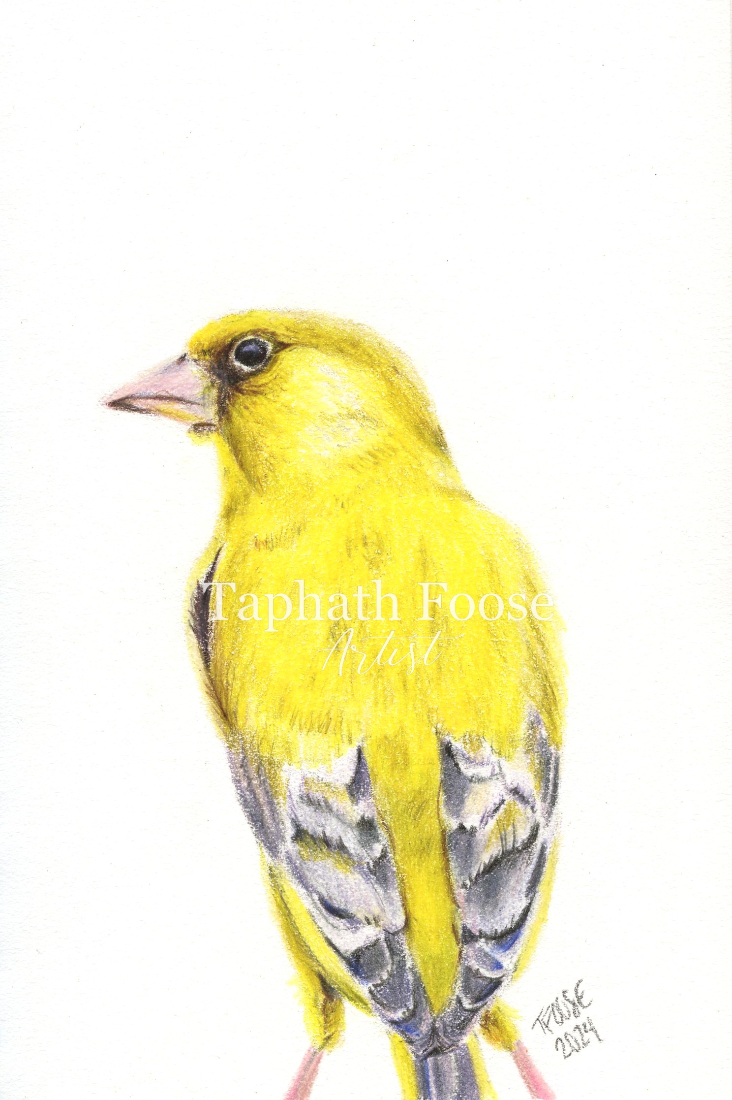 Greenfinch - Image 1