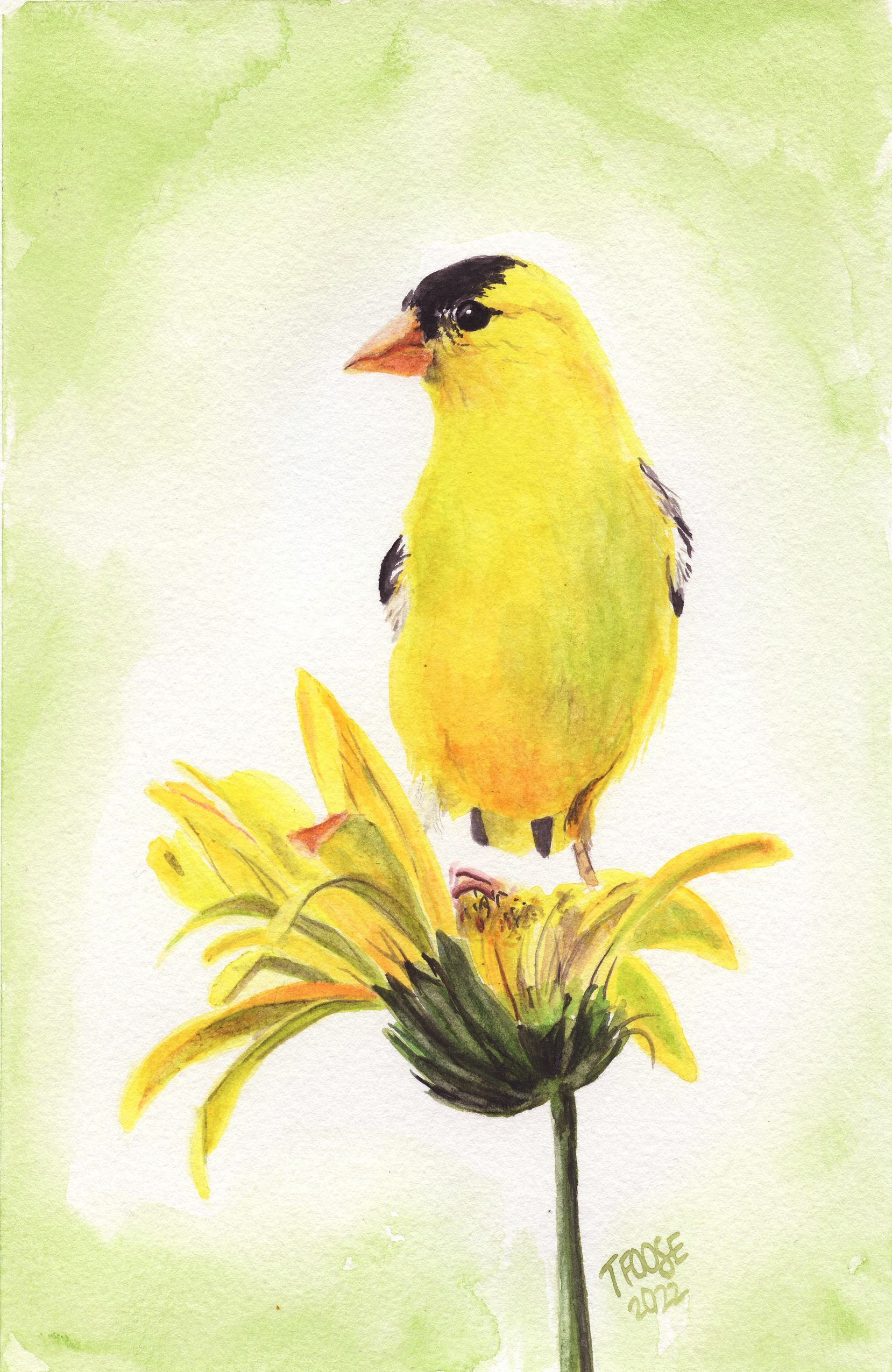 "Yellow on Yellow - Goldfinch" - Image 1