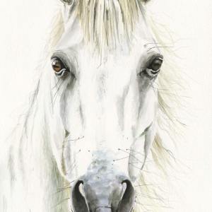 "White Horse Portrait"