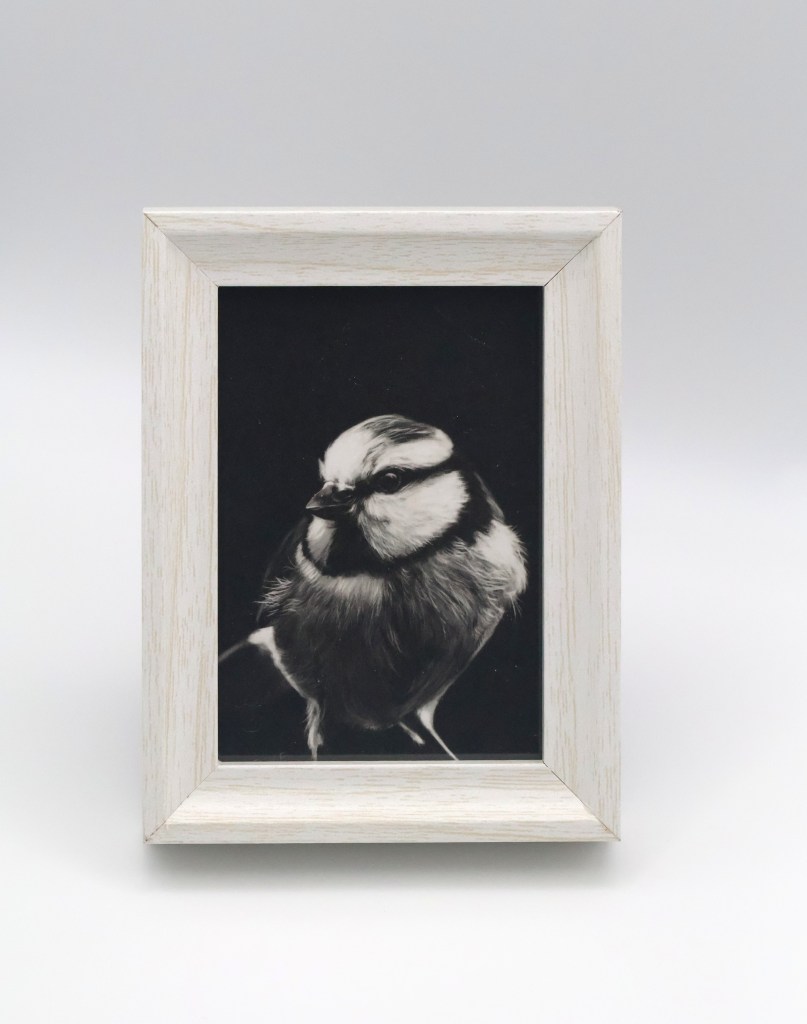Yellow-breasted Titmouse in the Shadow Mini Print