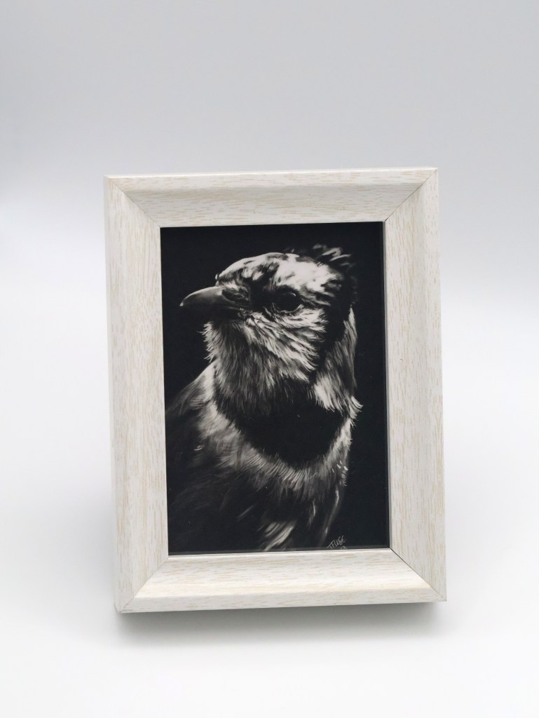 Blue Jay in the Shadow Mini Print