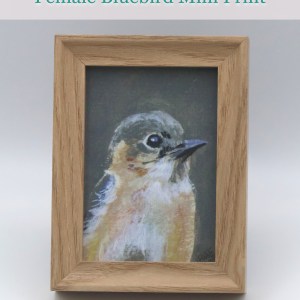 Male Bluebird Mini Print - Image 3