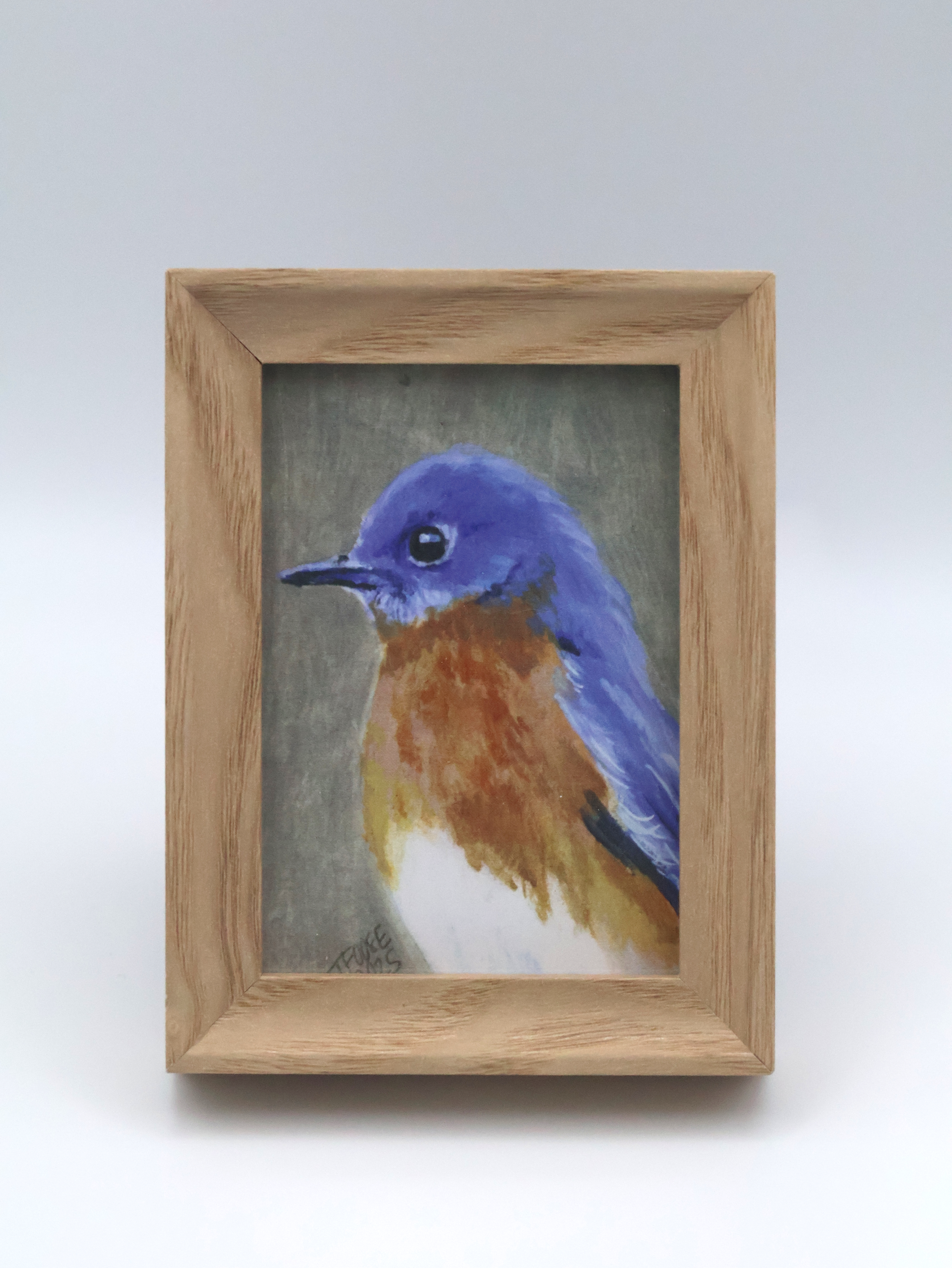 Male Bluebird Mini Print - Image 1