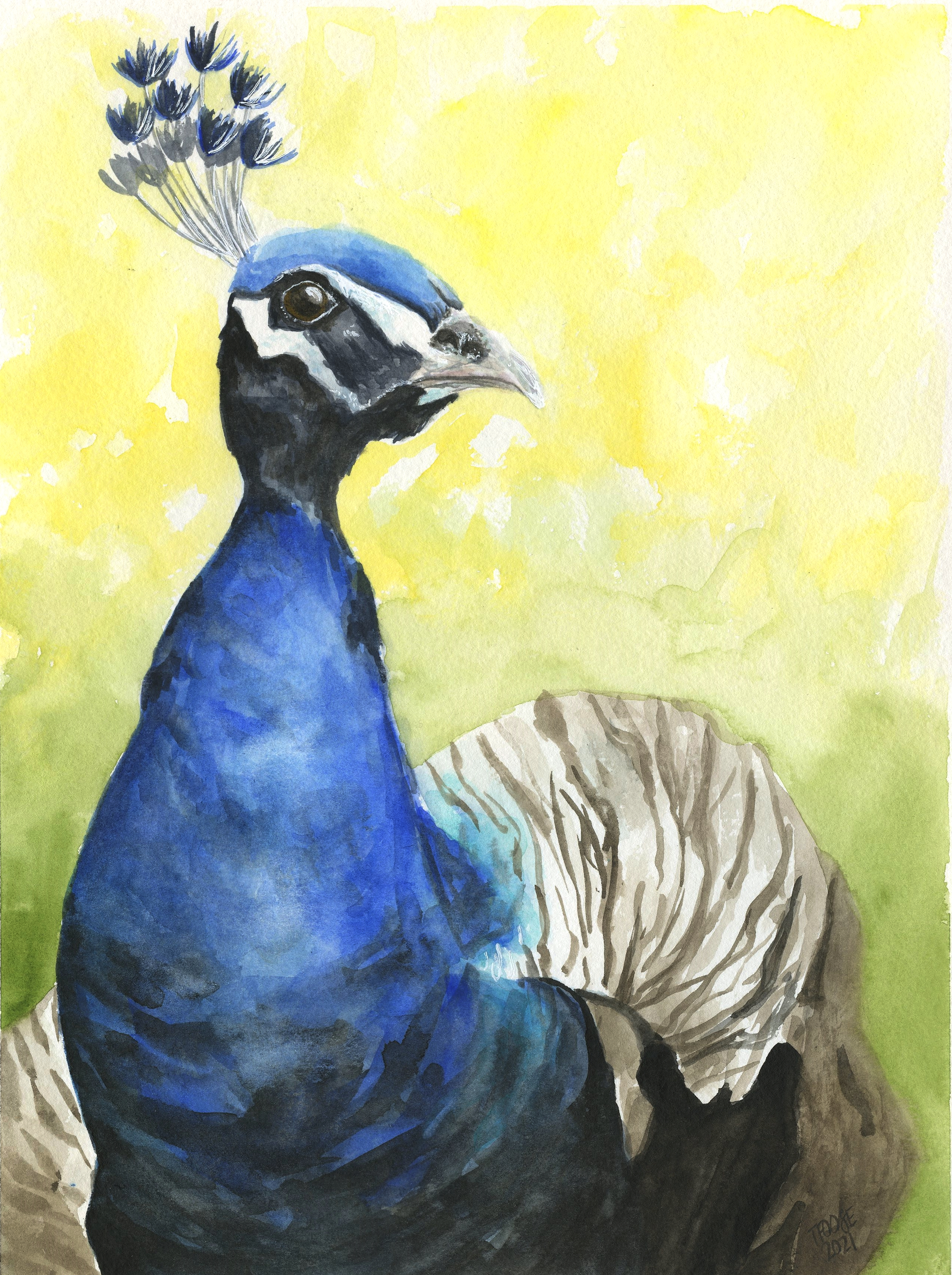 Blue Peacock - Image 1