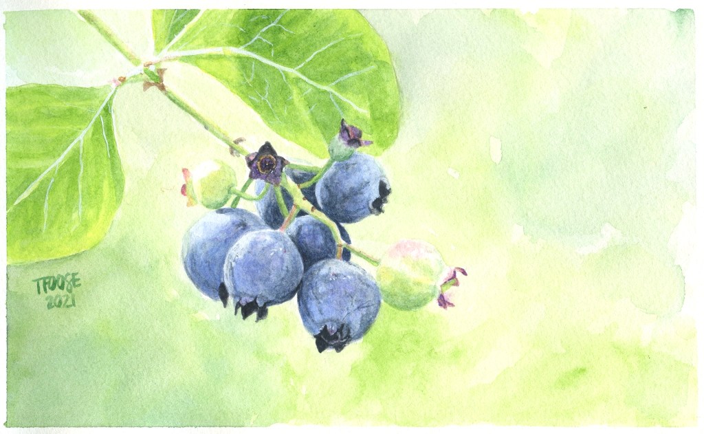 Cluster of Blueberries