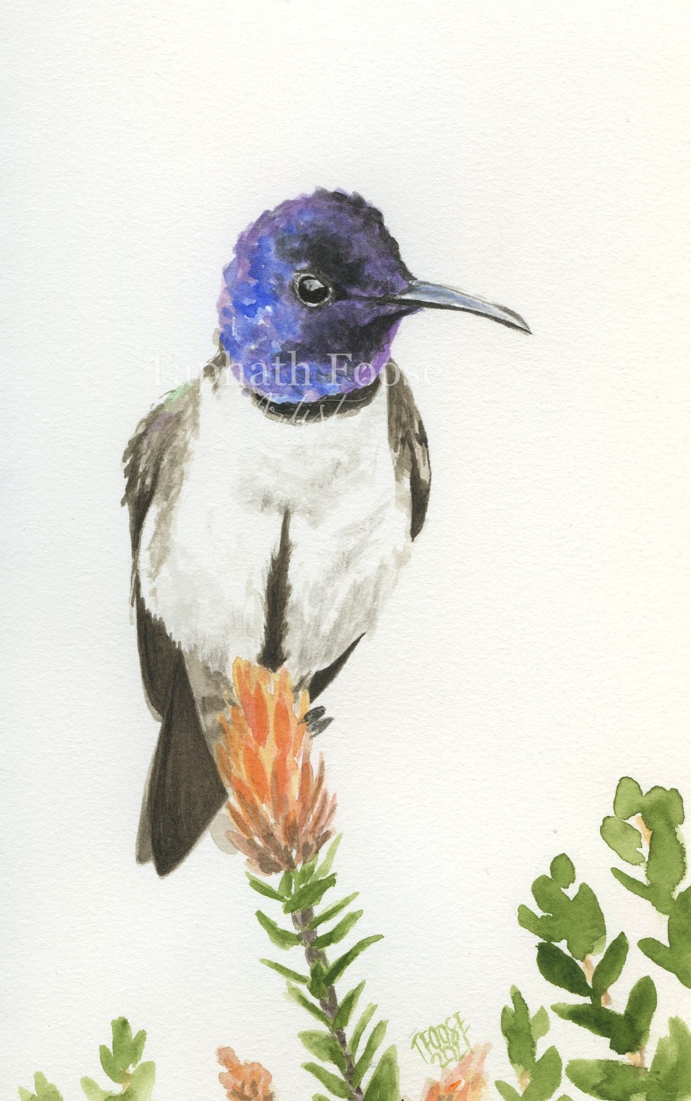 Hillstar Hummingbird - Image 1