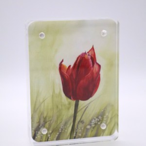 Red Tulip in Bloom Mini Print - Acrylic - Image 1