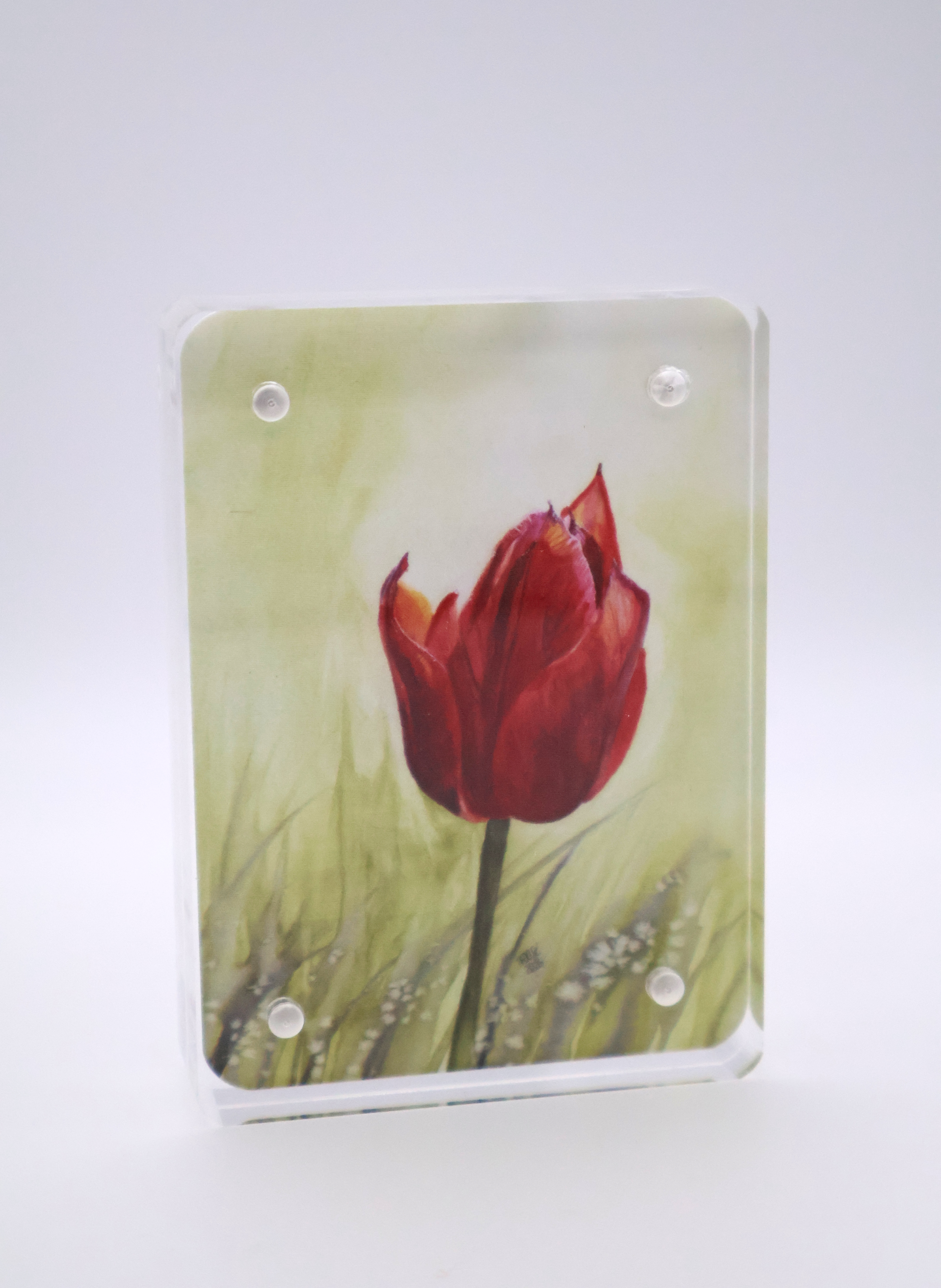 Red Tulip in Bloom Mini Print - Acrylic - Image 1