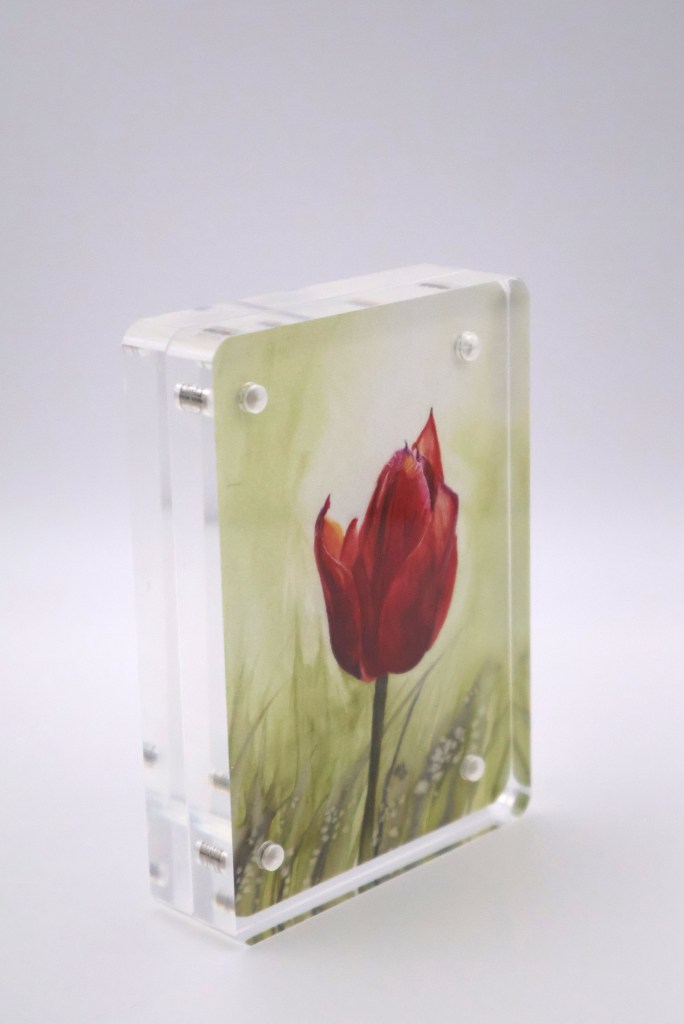 Red Tulip in Bloom Mini Print - Acrylic
