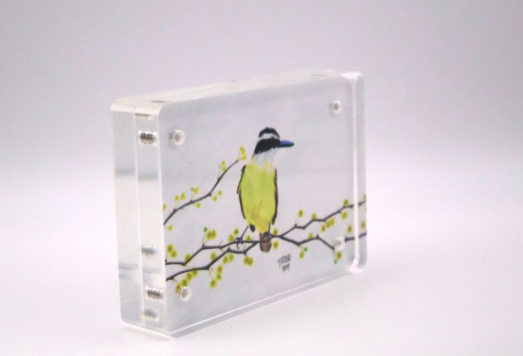 Great Kiskadee Mini Print - Acrylic