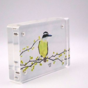 Great Kiskadee Mini Print - Acrylic - Image 2